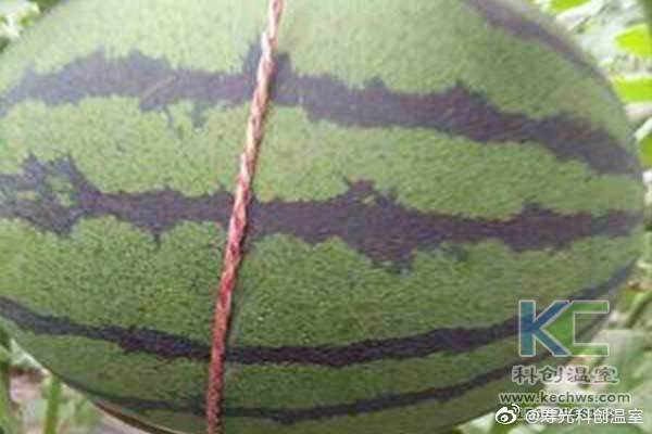 無土栽培,，無土栽培技術(shù)，無土栽培設(shè)備