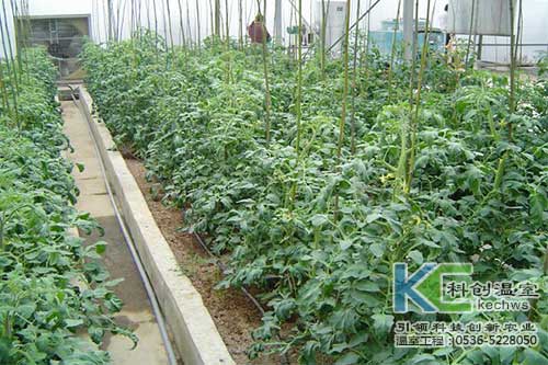 無(wú)土栽培,，無(wú)土栽培技術(shù)，無(wú)土栽培設(shè)備