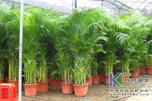 無(wú)土栽培,無(wú)土栽培散尾葵,無(wú)土栽培花卉
