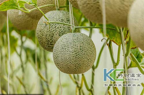 無(wú)土栽培,，無(wú)土栽培技術(shù)，無(wú)土栽培設(shè)備