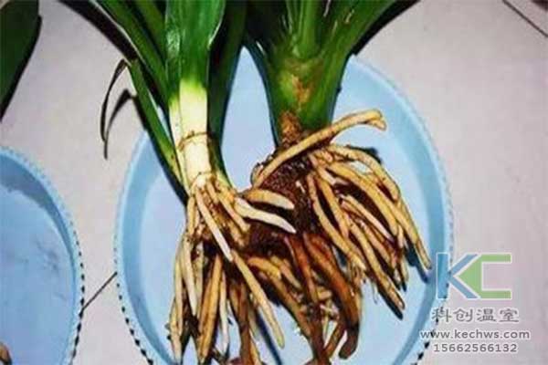 無(wú)土栽培,，無(wú)土栽培技術(shù)
