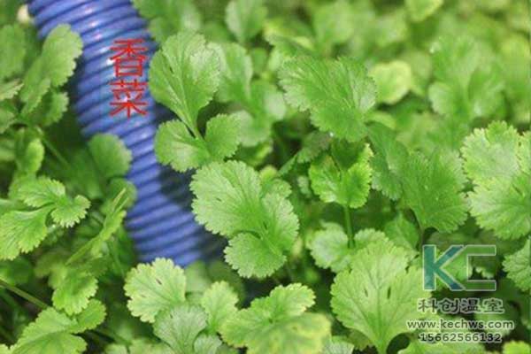 無(wú)土栽培,，無(wú)土栽培技術(shù)，無(wú)土栽培設(shè)備