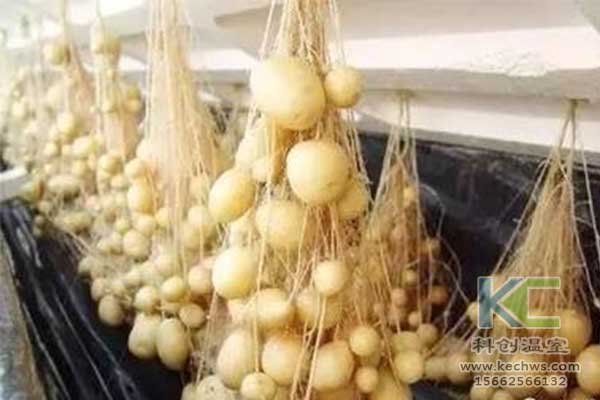 無(wú)土栽培,，無(wú)土栽培技術(shù),，無(wú)土栽培設(shè)備