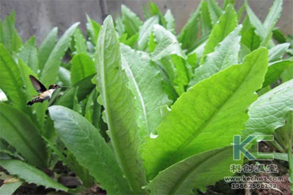無(wú)土栽培,，無(wú)土栽培技術(shù)