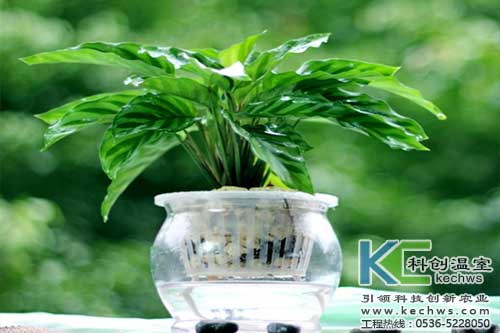 無(wú)土栽培,，無(wú)土栽培技術(shù),，無(wú)土栽培設(shè)備