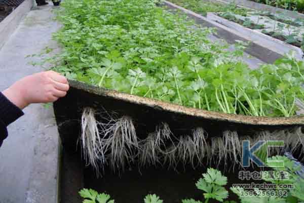 無土栽培技術(shù)，溫室大棚造價,，蔬菜大棚,，無土栽培