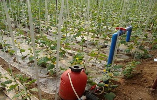 無(wú)土栽培,，無(wú)土栽培技術(shù)，無(wú)土栽培設(shè)備
