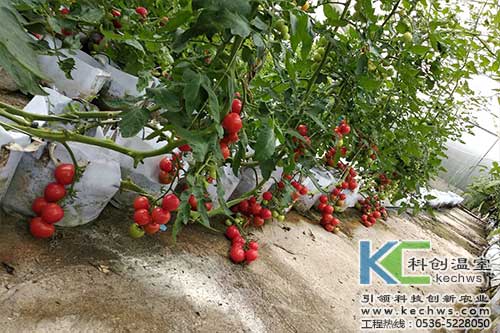 無土栽培,，無土栽培技術(shù),，無土栽培設備