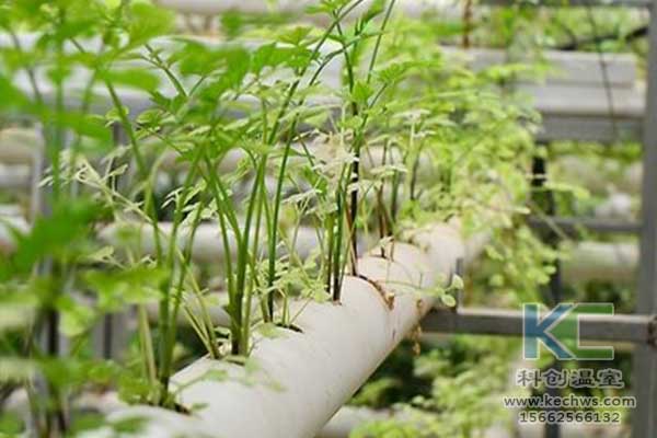 無(wú)土栽培,，無(wú)土栽培肥料