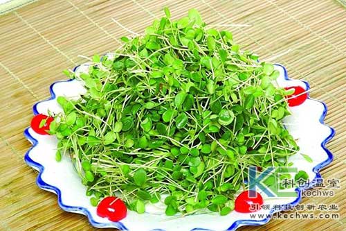 無(wú)土栽培,，無(wú)土栽培技術(shù)，無(wú)土栽培設(shè)備