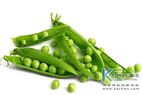 無(wú)土栽培,，無(wú)土栽培技術(shù)，無(wú)土栽培設(shè)備