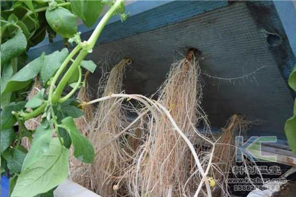 無(wú)土栽培,，無(wú)土栽培技術(shù),，無(wú)土栽培設(shè)備