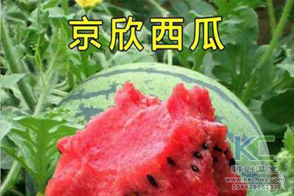 無土栽培,，無土栽培技術,，無土栽培設備