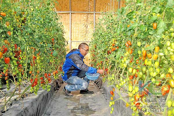 無土栽培,，無土栽培技術(shù),，無土栽培設(shè)備