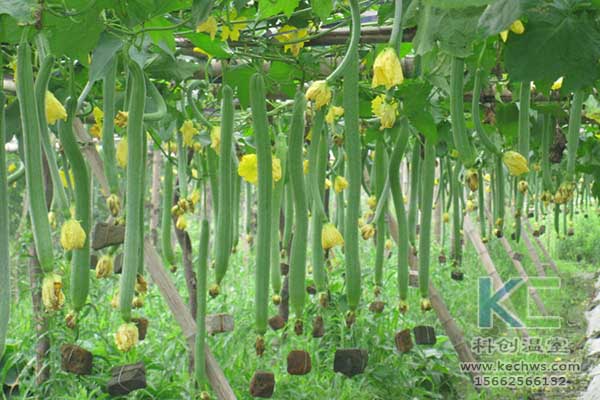 無(wú)土栽培，無(wú)土栽培技術(shù),，無(wú)土栽培設(shè)備