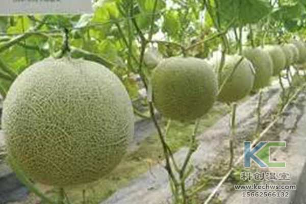 無(wú)土栽培,，無(wú)土栽培技術(shù),，無(wú)土栽培設(shè)備