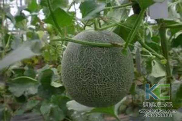 無(wú)土栽培,，無(wú)土栽培技術(shù),，無(wú)土栽培設(shè)備