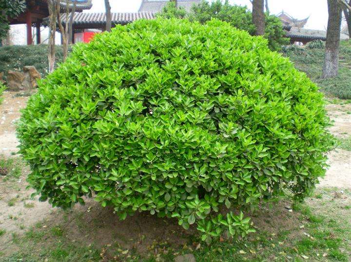 無(wú)土栽培,，無(wú)土栽培技術(shù),，無(wú)土栽培設(shè)備