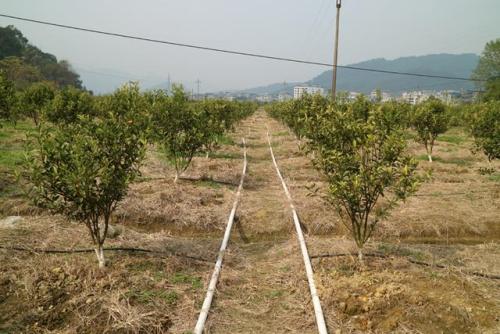 無土栽培,，無土栽培技術，無土栽培設備