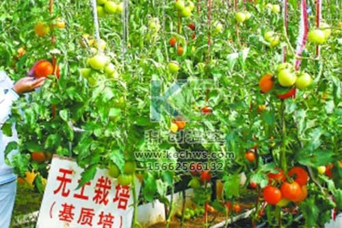 無(wú)土栽培,，無(wú)土栽培技術(shù),，無(wú)土栽培設(shè)備